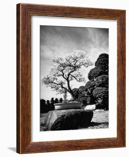 110 Year Old Bonsai Maple Tree on Estate of Collector Keibun Tanaka in Suburb of Tokyo-Alfred Eisenstaedt-Framed Photographic Print