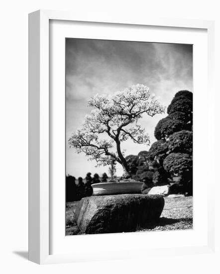 110 Year Old Bonsai Maple Tree on Estate of Collector Keibun Tanaka in Suburb of Tokyo-Alfred Eisenstaedt-Framed Photographic Print