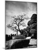 110 Year Old Bonsai Maple Tree on Estate of Collector Keibun Tanaka in Suburb of Tokyo-Alfred Eisenstaedt-Mounted Photographic Print