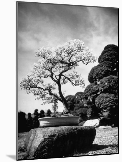 110 Year Old Bonsai Maple Tree on Estate of Collector Keibun Tanaka in Suburb of Tokyo-Alfred Eisenstaedt-Mounted Photographic Print