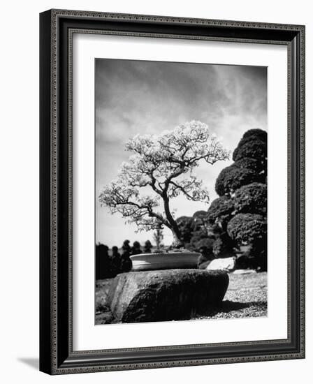 110 Year Old Bonsai Maple Tree on Estate of Collector Keibun Tanaka in Suburb of Tokyo-Alfred Eisenstaedt-Framed Photographic Print