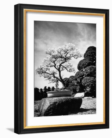 110 Year Old Bonsai Maple Tree on Estate of Collector Keibun Tanaka in Suburb of Tokyo-Alfred Eisenstaedt-Framed Photographic Print