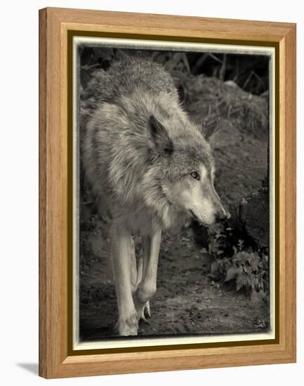 1135 Zoo Animals B&W-Gordon Semmens-Framed Premier Image Canvas