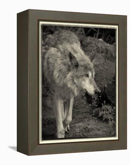 1135 Zoo Animals B&W-Gordon Semmens-Framed Premier Image Canvas