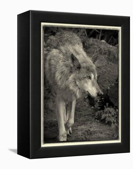 1135 Zoo Animals B&W-Gordon Semmens-Framed Premier Image Canvas