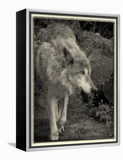 1135 Zoo Animals B&W-Gordon Semmens-Framed Premier Image Canvas