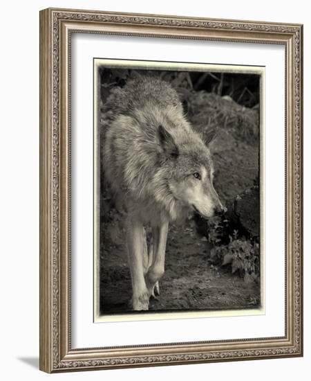 1135 Zoo Animals B&W-Gordon Semmens-Framed Photographic Print