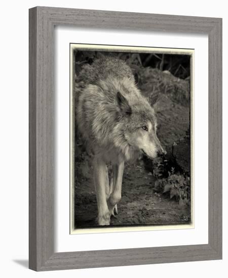 1135 Zoo Animals B&W-Gordon Semmens-Framed Photographic Print