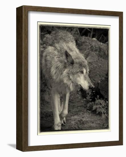 1135 Zoo Animals B&W-Gordon Semmens-Framed Photographic Print