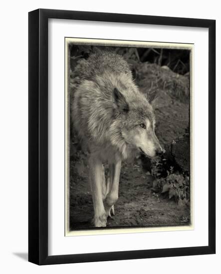 1135 Zoo Animals B&W-Gordon Semmens-Framed Photographic Print