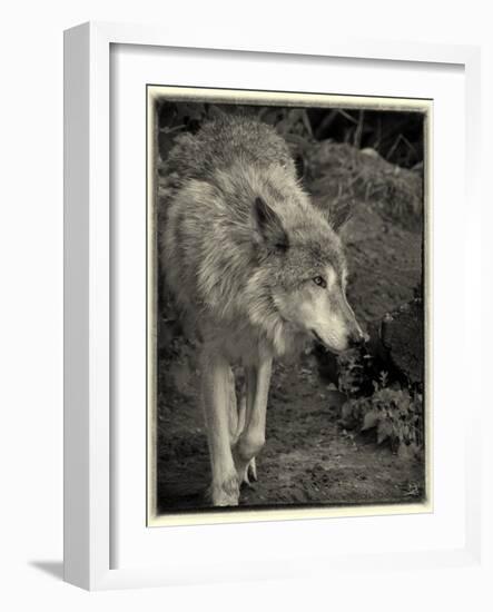 1135 Zoo Animals B&W-Gordon Semmens-Framed Photographic Print