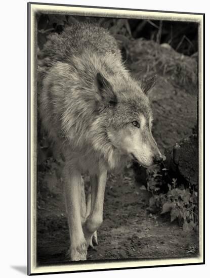 1135 Zoo Animals B&W-Gordon Semmens-Mounted Photographic Print