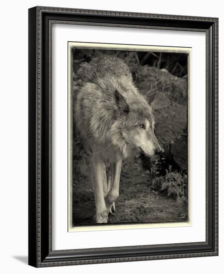 1135 Zoo Animals B&W-Gordon Semmens-Framed Photographic Print