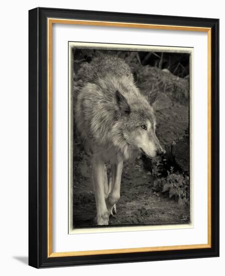 1135 Zoo Animals B&W-Gordon Semmens-Framed Photographic Print