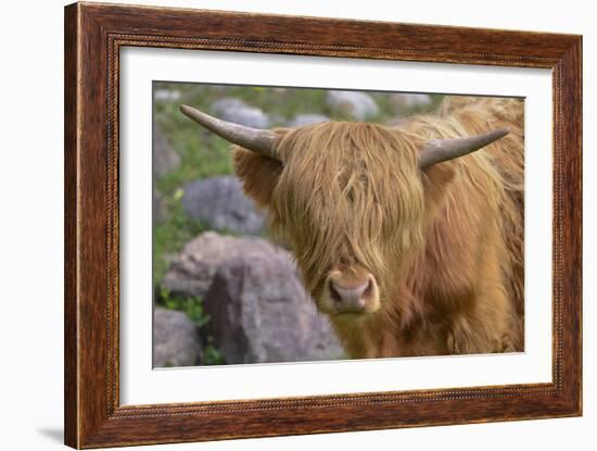 1161 Zoo Animals-Gordon Semmens-Framed Photographic Print