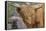 1161 Zoo Animals-Gordon Semmens-Framed Premier Image Canvas