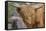 1161 Zoo Animals-Gordon Semmens-Framed Stretched Canvas