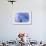 128 Balloon Girl-Banksy-Framed Giclee Print displayed on a wall