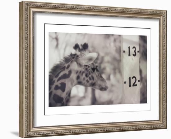 13' Giraffe-Theo Westenberger-Framed Art Print