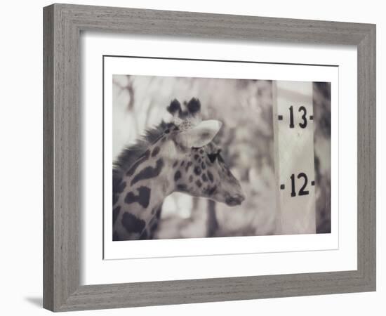 13' Giraffe-Theo Westenberger-Framed Art Print