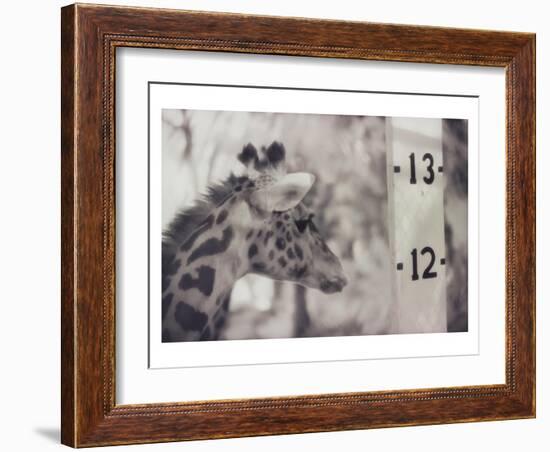 13' Giraffe-Theo Westenberger-Framed Art Print