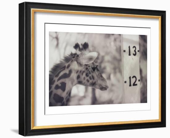 13' Giraffe-Theo Westenberger-Framed Art Print
