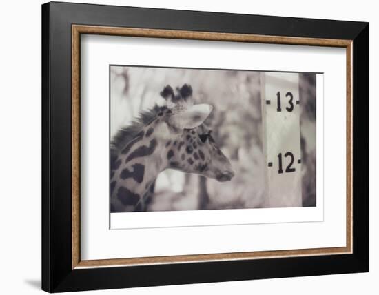 13' Giraffe-Theo Westenberger-Framed Photographic Print