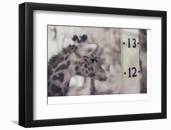 13' Giraffe-Theo Westenberger-Framed Photographic Print