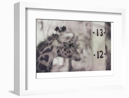 13' Giraffe-Theo Westenberger-Framed Photographic Print