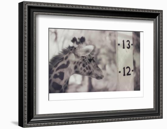 13' Giraffe-Theo Westenberger-Framed Photographic Print