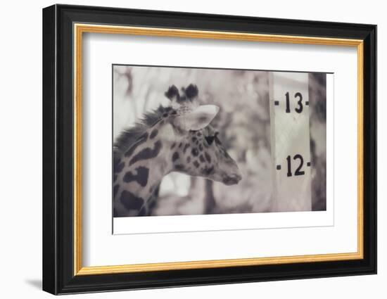 13' Giraffe-Theo Westenberger-Framed Photographic Print