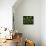 13 Lo 1 Bis 4K-Pierre Henri Matisse-Giclee Print displayed on a wall