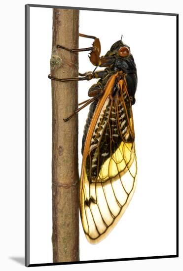 13-Year Periodical Cicada (Magicicada Tredecim) Oxford, Mississippi, USA-Jp Lawrence-Mounted Photographic Print