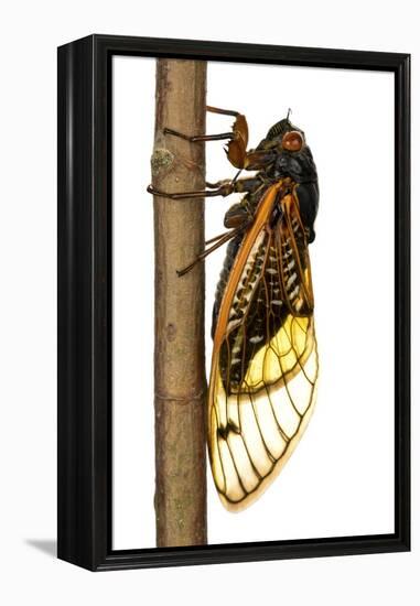 13-Year Periodical Cicada (Magicicada Tredecim) Oxford, Mississippi, USA-Jp Lawrence-Framed Premier Image Canvas