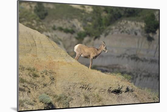 1361 Badlands-Gordon Semmens-Mounted Photographic Print