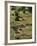 13th Century Tyuonyi Pueblo Ruins-Pat Vasquez-cunningham-Framed Photographic Print