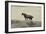 1402 Mustangs Of The Badlands B&W-Gordon Semmens-Framed Photographic Print