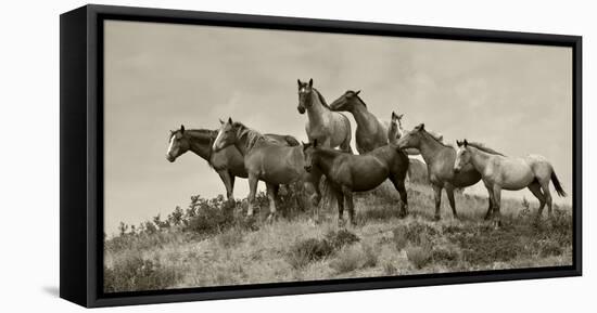 1421-Mustangs-2016-B&W-Gordon Semmens-Framed Stretched Canvas