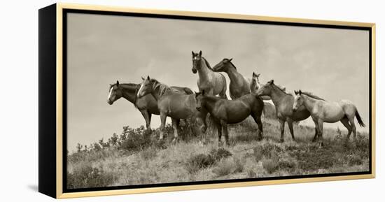 1421-Mustangs-2016-B&W-Gordon Semmens-Framed Stretched Canvas