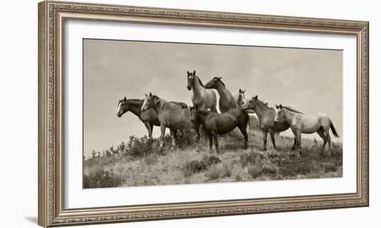 1421-Mustangs-2016-B&W-Gordon Semmens-Framed Photographic Print