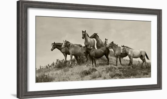 1421-Mustangs-2016-B&W-Gordon Semmens-Framed Photographic Print