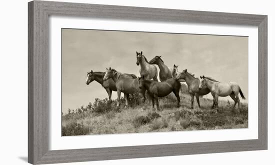 1421-Mustangs-2016-B&W-Gordon Semmens-Framed Photographic Print