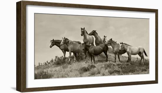 1421-Mustangs-2016-B&W-Gordon Semmens-Framed Photographic Print