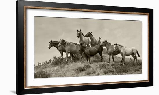 1421-Mustangs-2016-B&W-Gordon Semmens-Framed Photographic Print