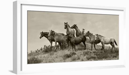 1421-Mustangs-2016-B&W-Gordon Semmens-Framed Photographic Print