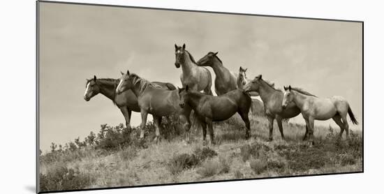 1421-Mustangs-2016-B&W-Gordon Semmens-Mounted Photographic Print