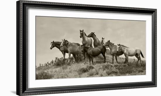 1421-Mustangs-2016-B&W-Gordon Semmens-Framed Photographic Print