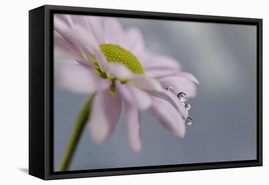 1490_Just hanging out-Heidi Westum-Framed Premier Image Canvas