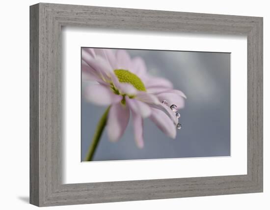 1490_Just hanging out-Heidi Westum-Framed Photographic Print