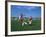 15 Year Old Girls in Action Durring Soccer Game, Lakewood, Colorado, USA-null-Framed Photographic Print